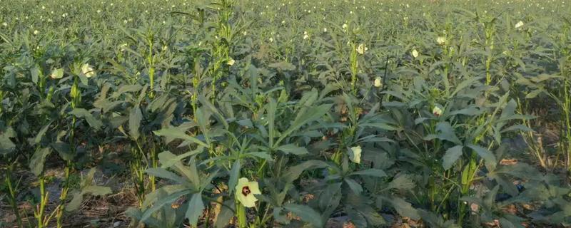 黄秋葵怎么种植，幼苗出土后及时中耕除草