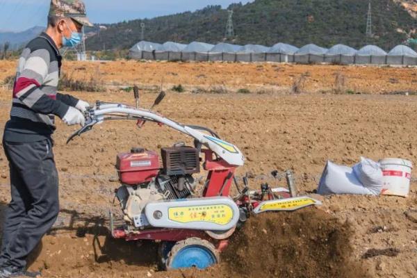 黄秋葵怎么种植，幼苗出土后及时中耕除草