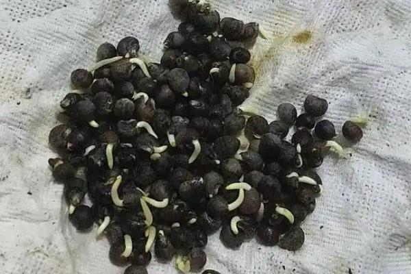 黄秋葵怎么种植，幼苗出土后及时中耕除草