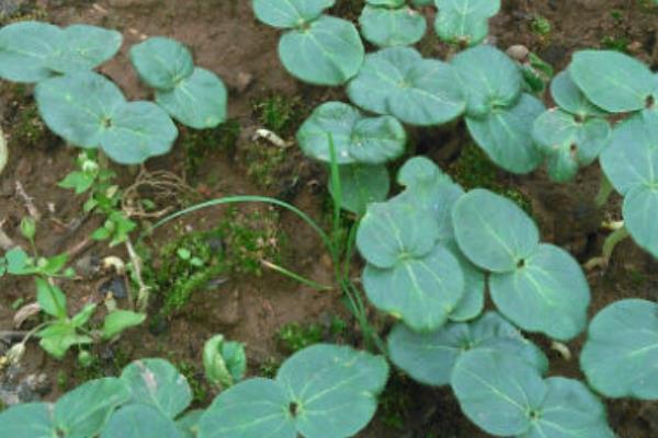 黄秋葵怎么种植，幼苗出土后及时中耕除草