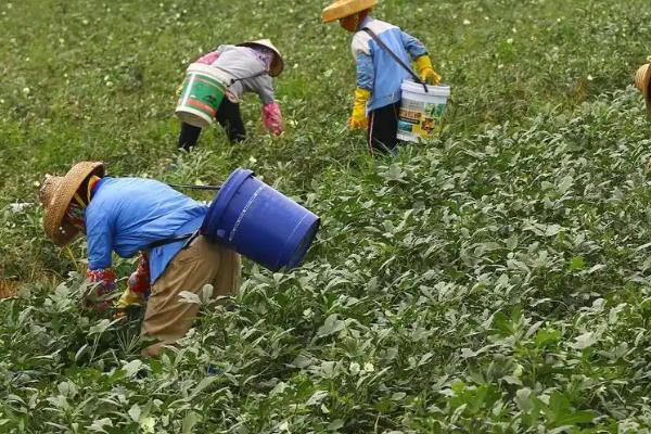 黄秋葵怎么种植，幼苗出土后及时中耕除草