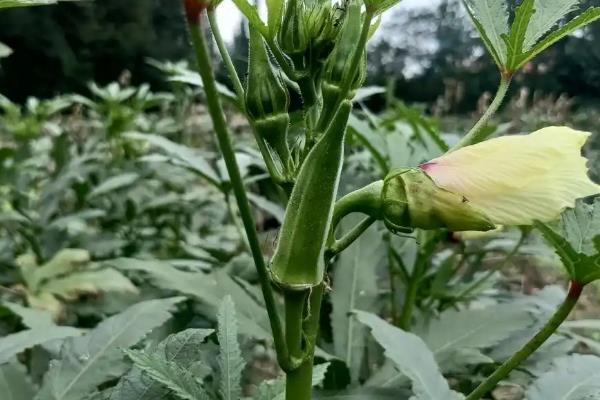 黄秋葵怎么种植，幼苗出土后及时中耕除草