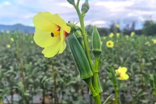黄秋葵怎么种植，幼苗出土后及时中耕除草