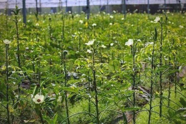 黄秋葵怎么种植，幼苗出土后及时中耕除草