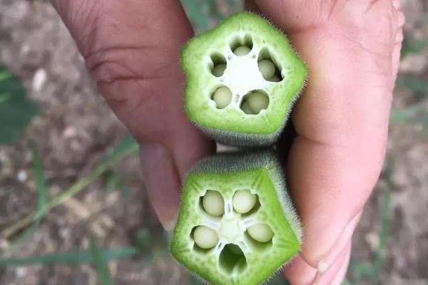 黄秋葵怎么种植，幼苗出土后及时中耕除草
