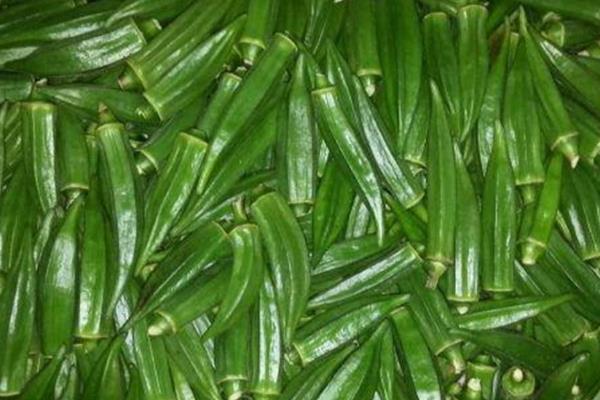 黄秋葵怎么种植，幼苗出土后及时中耕除草