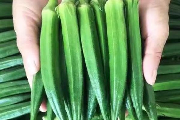 黄秋葵怎么种植，幼苗出土后及时中耕除草