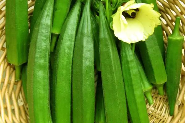 黄秋葵怎么种植，幼苗出土后及时中耕除草