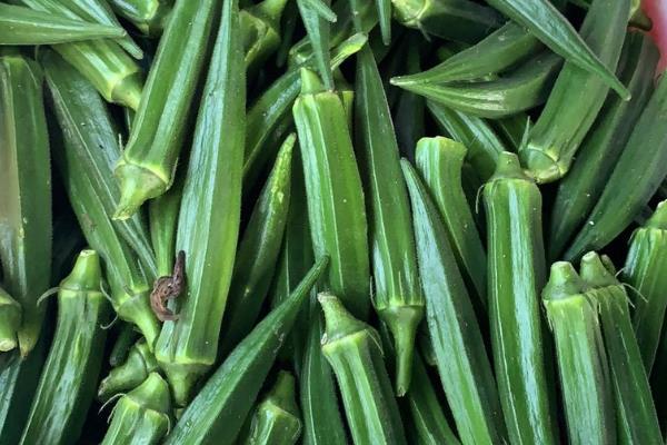 黄秋葵怎么种植，幼苗出土后及时中耕除草