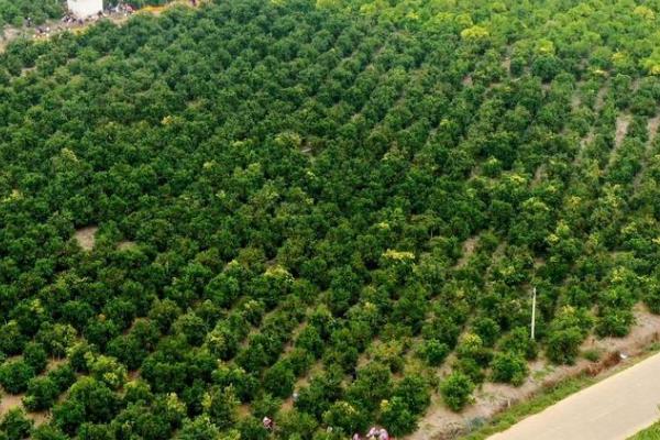 柑橘怎么种植，栽种后把土壤湿度保持在70%左右