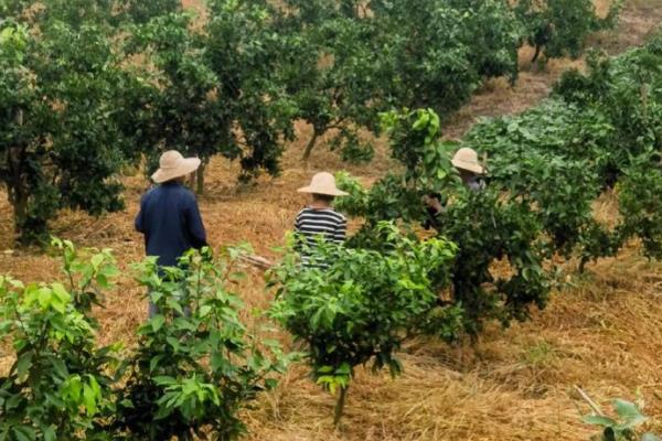 柑橘怎么种植，栽种后把土壤湿度保持在70%左右