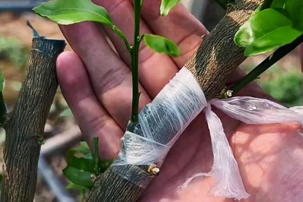 柑橘怎么种植，栽种后把土壤湿度保持在70%左右