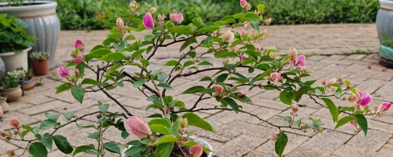 三角梅换盆伤根过多长时间会恢复，经过10天左右会长出新根