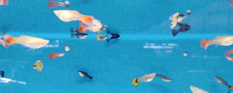 孔雀鱼可以和哪种鱼混养，推荐鼠鱼、玫瑰鱼等