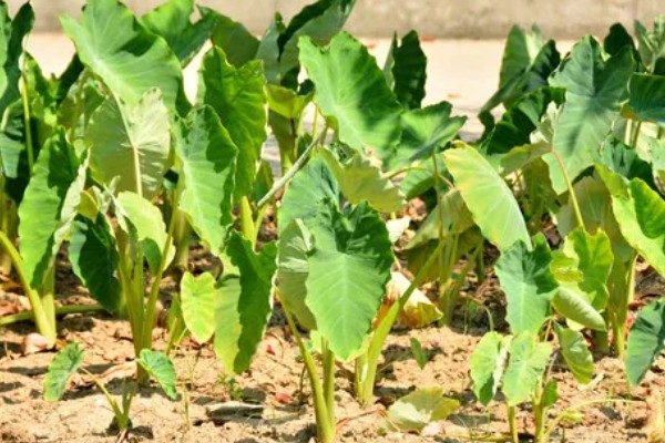 芋头留种子的方式，在留种时需要将种子埋在土壤中