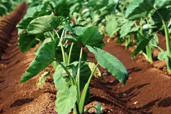 芋头留种子的方式，在留种时需要将种子埋在土壤中