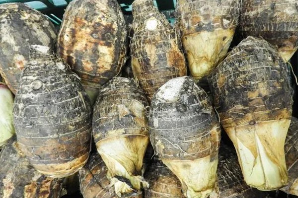 芋头留种子的方式，在留种时需要将种子埋在土壤中