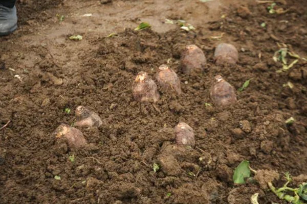 芋头留种子的方式，在留种时需要将种子埋在土壤中