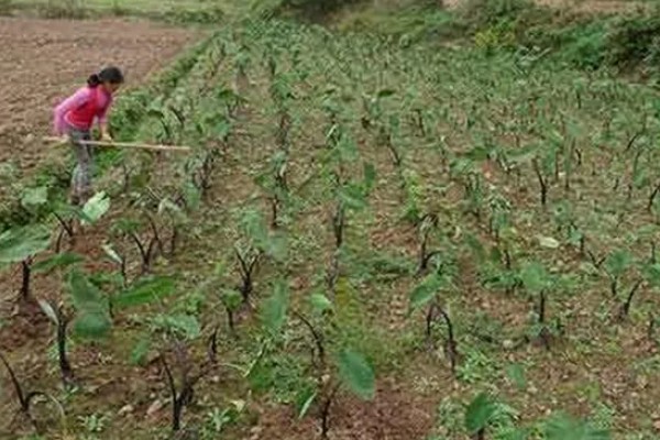 芋头留种子的方式，在留种时需要将种子埋在土壤中