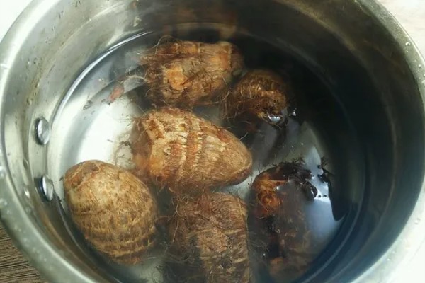 芋头留种子的方式，在留种时需要将种子埋在土壤中