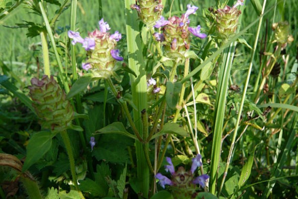 夏枯草的价格，每个地区的价格不同
