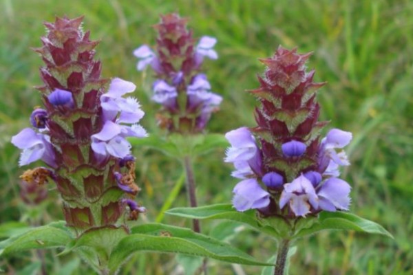夏枯草的价格，每个地区的价格不同