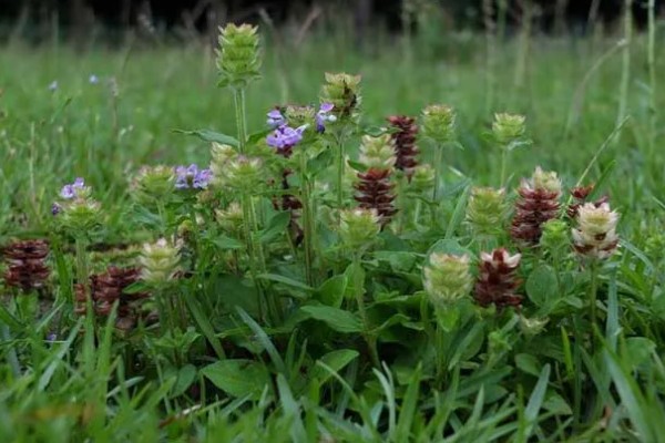 夏枯草的价格，每个地区的价格不同