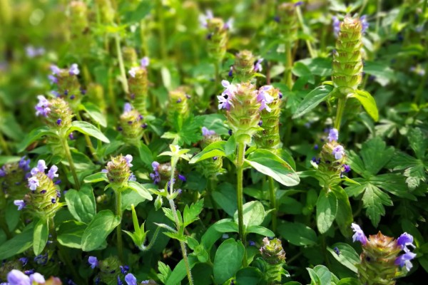 夏枯草的价格，每个地区的价格不同