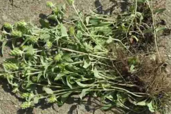 夏枯草的价格，每个地区的价格不同