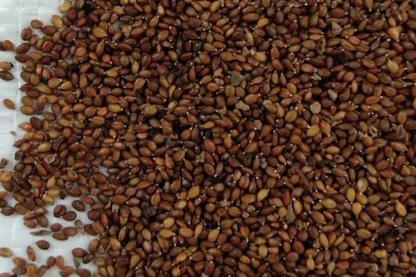 夏枯草的价格，每个地区的价格不同