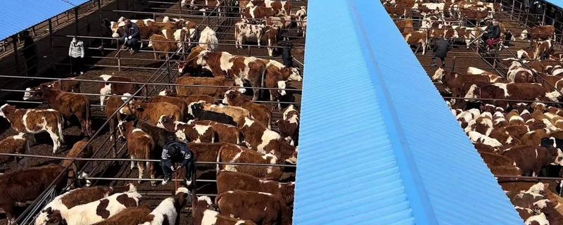 购买肉牛应注意的问题有哪些，首先要考虑品种问题