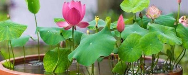 莲子种子如何种植，播种前用多菌灵溶液浸泡