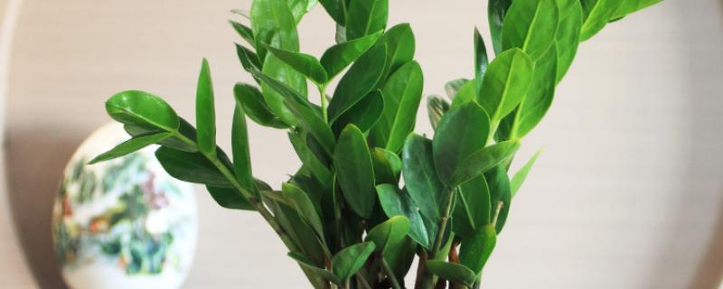 金钱树有哪些花语，代表财源滚滚、荣华富贵等含义