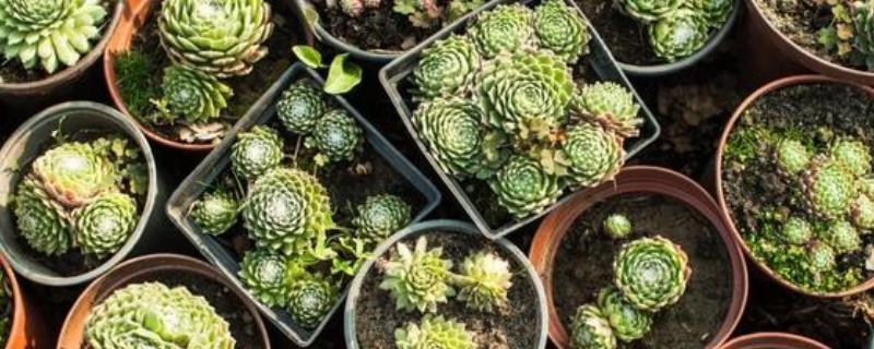 多肉植物怎样越冬，室内环境温高于0度即可过冬