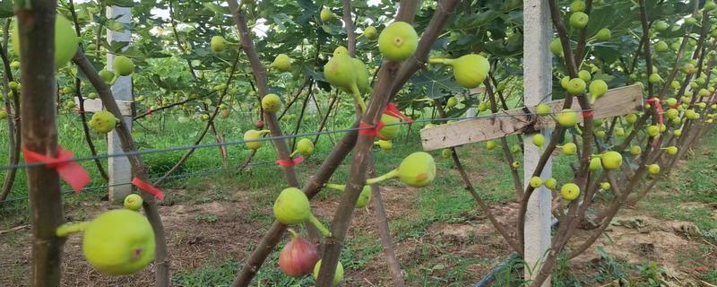 无花果的种植方法，选择扦插、分株、压条等繁殖