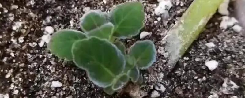 木本芙蓉的扦插时间，在每年春季的3-4月份进行