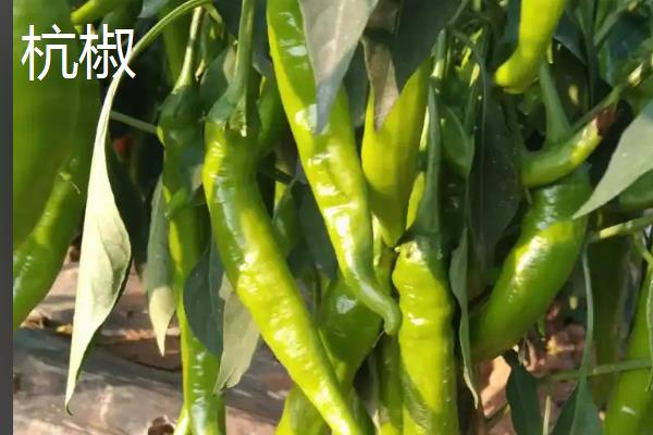 线椒的产地，主要产自西南、华中和西北地区