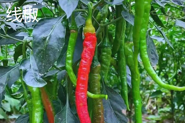 线椒的产地，主要产自西南、华中和西北地区