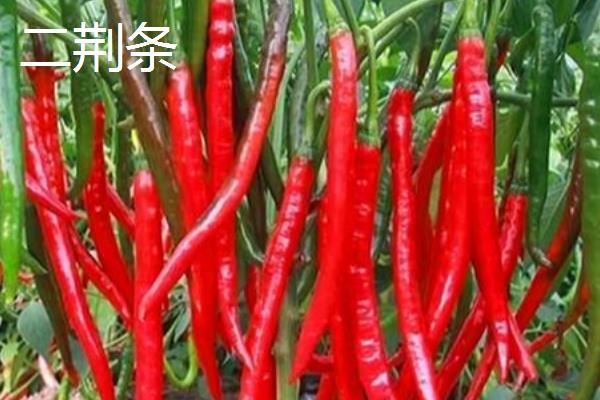 线椒的产地，主要产自西南、华中和西北地区