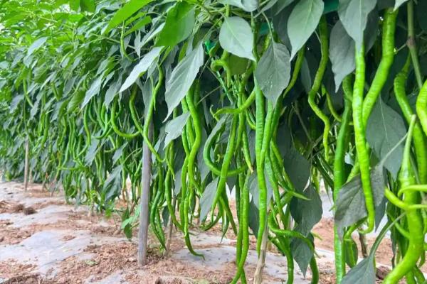 线椒的产地，主要产自西南、华中和西北地区