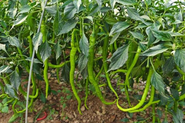 线椒的产地，主要产自西南、华中和西北地区