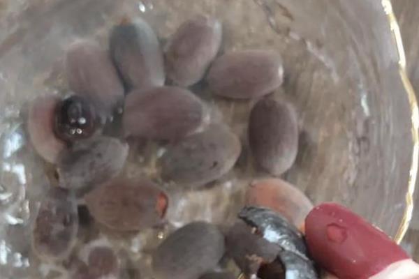莲子种子如何种植,播种前用多菌灵溶液浸泡