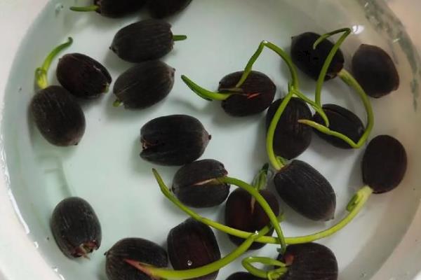 莲子种子如何种植,播种前用多菌灵溶液浸泡