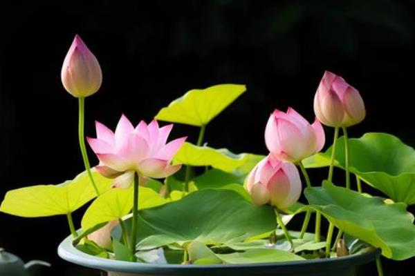 莲子种子如何种植,播种前用多菌灵溶液浸泡