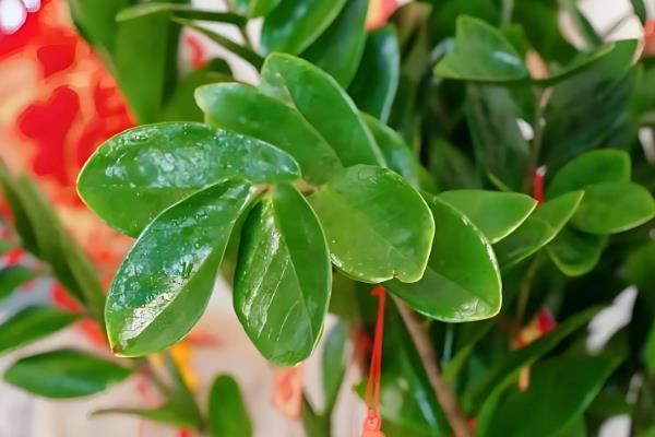 金钱树有哪些花语，代表财源滚滚、荣华富贵等含义