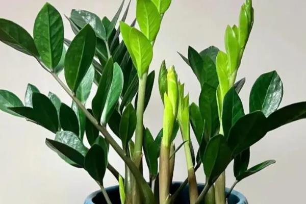 金钱树有哪些花语，代表财源滚滚、荣华富贵等含义