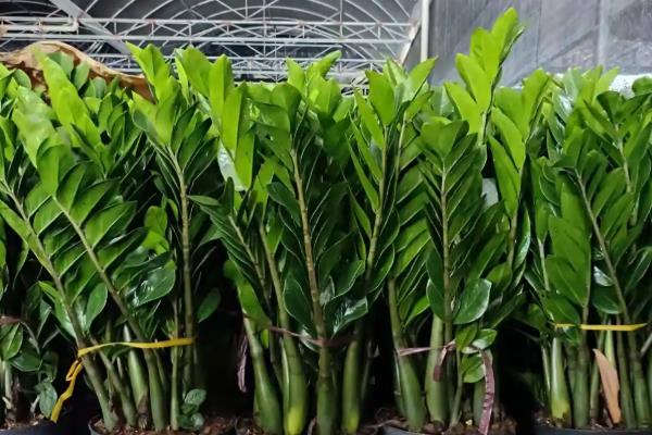 金钱树有哪些花语，代表财源滚滚、荣华富贵等含义