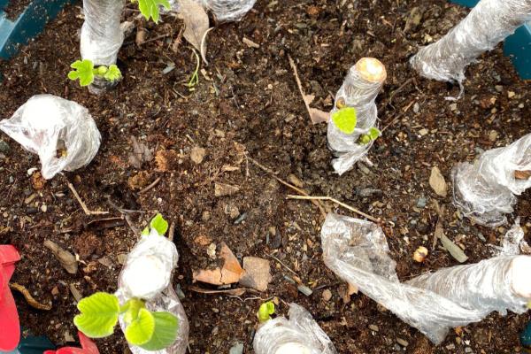 无花果的种植方法,选择扦插、分株、压条等繁殖