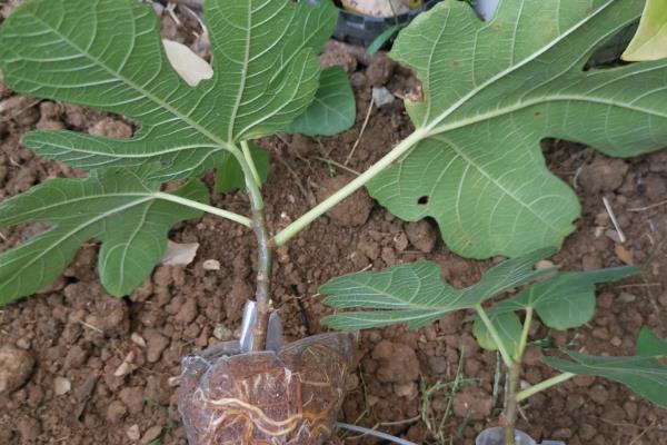 无花果的种植方法,选择扦插、分株、压条等繁殖