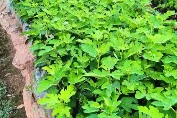 无花果的种植方法,选择扦插、分株、压条等繁殖
